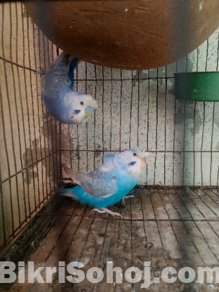 বাজিগার ক্রেস্টেড